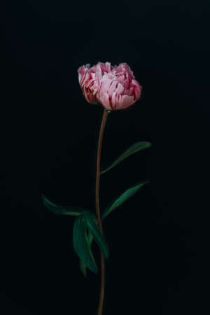 Beautiful pink peonies on a dark background. Place for text.の写真素材