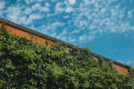 Wall with green leaves and beautiful blue cloudy sky. Background photo texture.