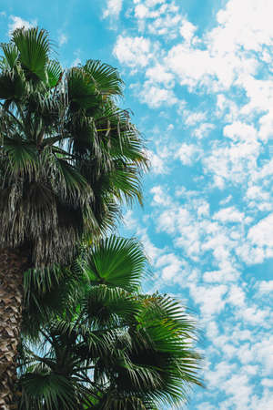 Palm leaves in a beautiful cloudy blue sky. summer background. selective focus.