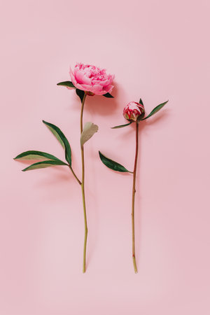 Beautiful pink peonies on a pink pastel background. Place for text. flat lay.の写真素材