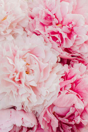 Beautiful bouquet of pink pastel peony flowers. close-up.の写真素材