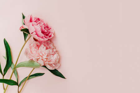 Beautiful pink peonies on a pink pastel background. Place for text. flat lay.の写真素材