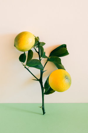 Beautiful branch with two yellow lemons on a green background. minimal concept. Place for text.の写真素材
