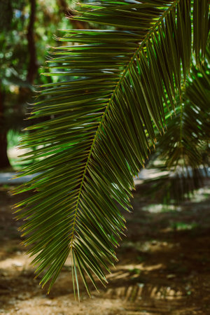 Beautiful palm leaf in a sunlight. summer background. selective focus.