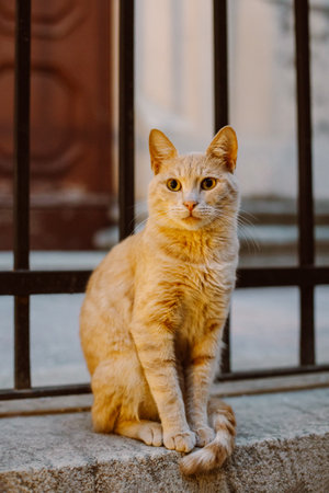 Cute red cat on a street of Dubrovnik old town, Croatia. Portrait of a street cat.の写真素材