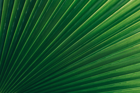 Blurred palm leaf in a sunlight. summer background. Concept green plant background.