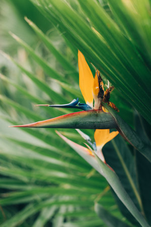 Beautiful Bird of Paradise flower (Strelitzia reginae) in a garden. selective focus.の写真素材