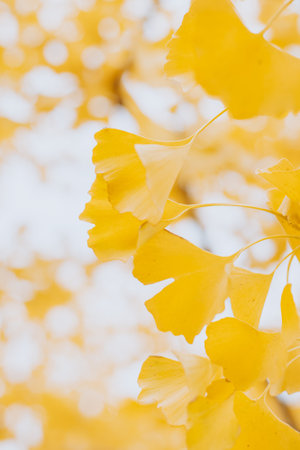 Ginkgo biloba branch with yellow leaves in a garden. autumn background. selective focus.