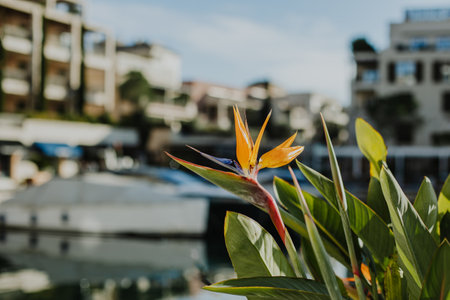 Beautiful Bird of Paradise flower (Strelitzia reginae) in a Porto Montenegro, Tivat. selective focus.の写真素材