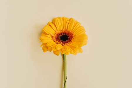 Beautiful yellow Gerbera flower on a light yellow pastel background. Place for text. close-up.