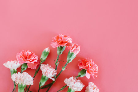 Beautiful pink and white Carnation flowers on a pink pastel background. Place for text.の写真素材