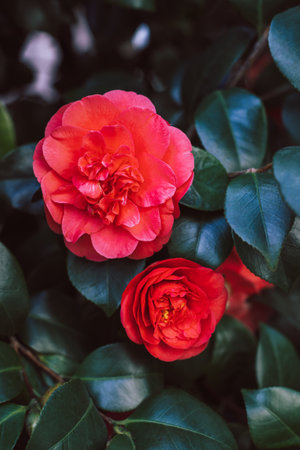 Beautiful pink Camellia flowers in a garden. selective focus.の写真素材