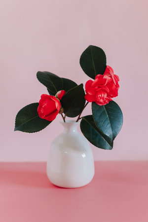 Beautiful pink Camellia flowers in a vase on a pink pastel background. Place for text.の写真素材
