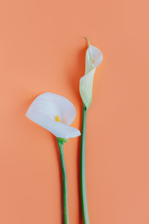 Beautiful white Calla Lilies flowers on a peach pastel background. flat lay. Place for text.の写真素材