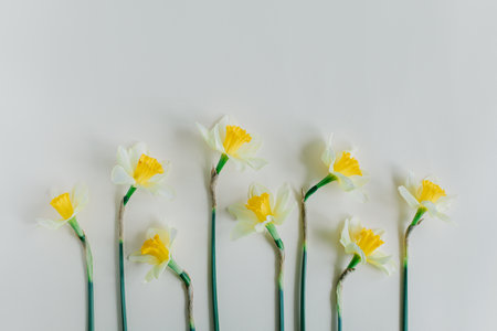 Beautiful flowers of yellow daffodil (narcissus) on a light yellow background. Place for text.の写真素材