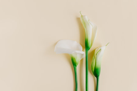 Beautiful white Calla Lilies flowers on a yellow pastel background. flat lay. Place for text.の写真素材