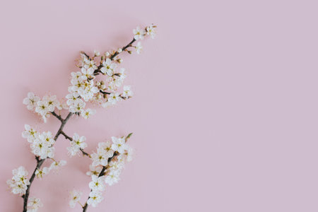 Beautiful blossom branches on a light pink background. spring background. Place for text.の写真素材