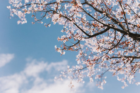 Beautiful peach branch with pink blossom in a blue sky. spring background. Place for text.の写真素材