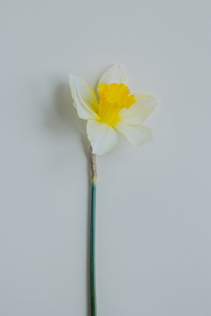 Beautiful flower of yellow daffodil (narcissus) on a light yellow background. Place for text.の写真素材