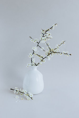 Beautiful blossom branches in a white vase on a gray background. Spring minimalistic concept.の写真素材