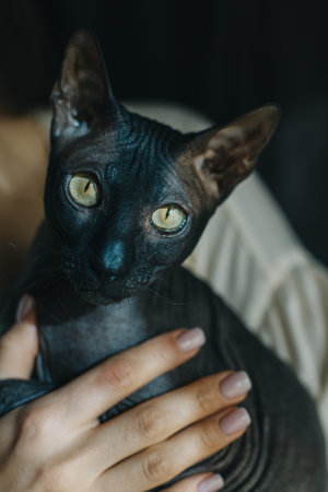 Cute dark sphinx cat in the hands of a girl. Portrait of a cat.の写真素材