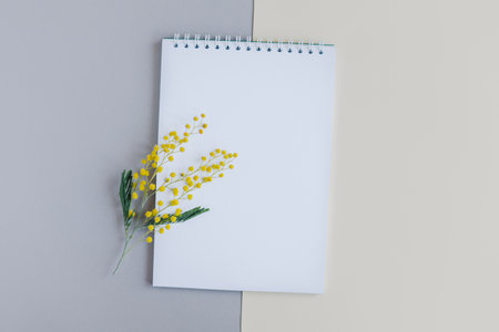 Notebook with blank page and mimosa flower on a light grey background. Flat lay. Place for text.の写真素材