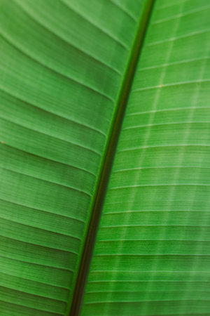 Green leaf in a sunlight, close-up. summer background. Place for text.の写真素材
