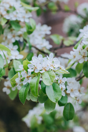 Beautiful branch with white blossom in a spring garden. selective focus.の写真素材