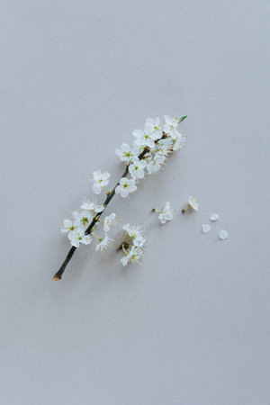 Beautiful branch with white blossom on a gray background. Spring minimalistic concept. Place for text.の写真素材