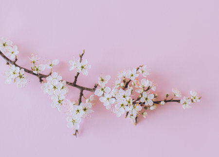 Beautiful blossom branches on a light pink background. spring background. Place for text.の写真素材