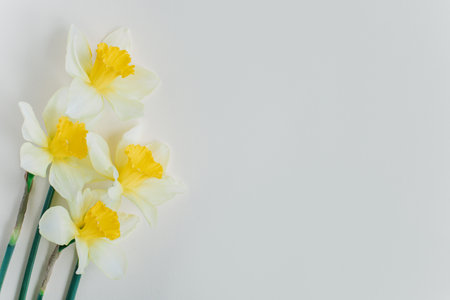 Beautiful flowers of yellow daffodil (narcissus) on a light yellow background. Place for text.の写真素材