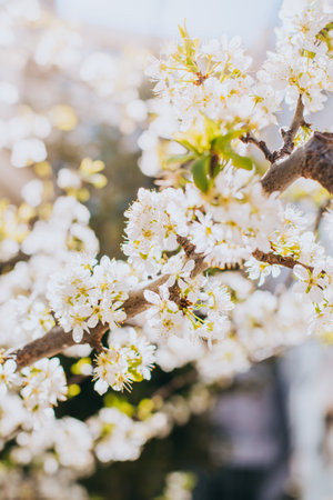 Beautiful branch with white blossom in a spring garden. spring background. selective focus.の写真素材