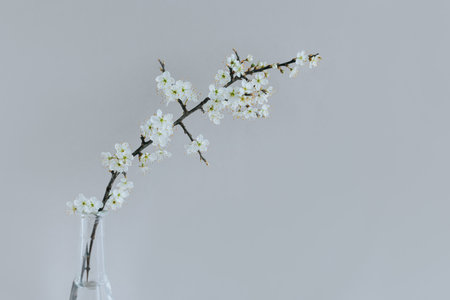 Beautiful blossom branches in a vase on a gray background. Spring minimalistic concept.の写真素材