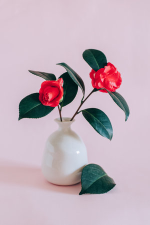 Beautiful pink Camellia flowers in a vase on a pink pastel background. Place for text.の写真素材