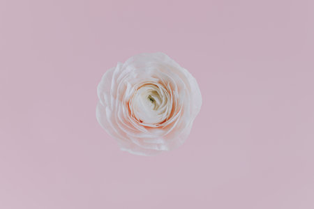Tender Ranunculus flower on a pink pastel background. Place for text.の写真素材