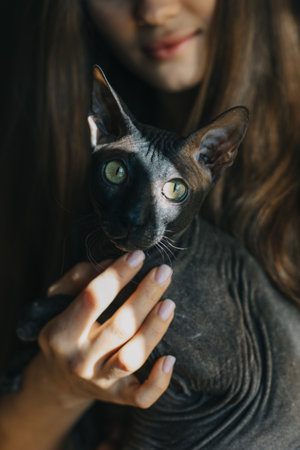 Cute dark sphinx cat in the hands of a girl. Portrait of a cat.の写真素材