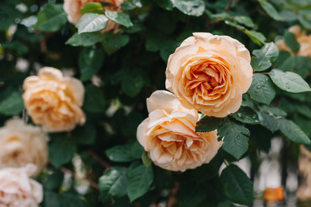 Beautiful peach pink Rose flowers in a spring garden after the rain. selective focus.の写真素材