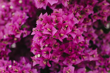 Beautiful violet bougainvillea flowers on a summer street. selective focus.の写真素材
