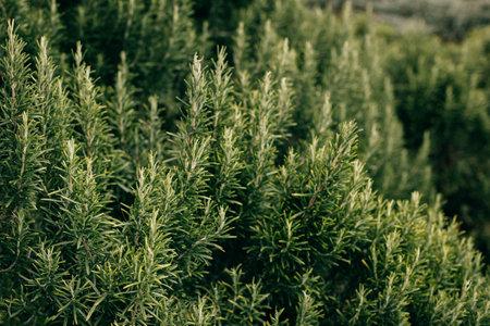 Sprigs of aromatic rosemary in the garden on a sunny day. selective focus.の写真素材