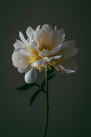 Beautiful cream peony flower on a dark background. Place for text.の写真素材