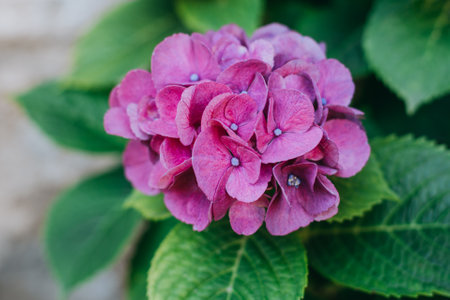 Amazing pink Hydrangea flowers in a garden. Selective focus.の写真素材
