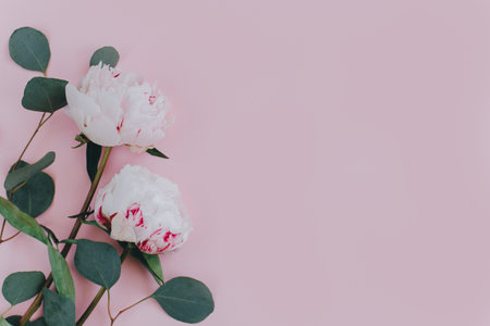 Beautiful white with pink peonies on a pink pastel background. Place for text. Flat lay.の写真素材