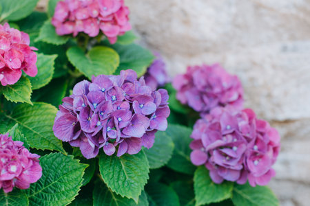 Amazing pink Hydrangea flowers in a garden. Selective focus. Place for text.の写真素材