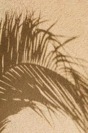 Shadow of palm leaves in a sunlight. Summer background. Selective focus.の写真素材
