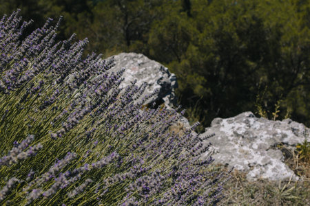 Beautiful lavender bushes on a hillside on a sunny summer day. selective focus.の写真素材