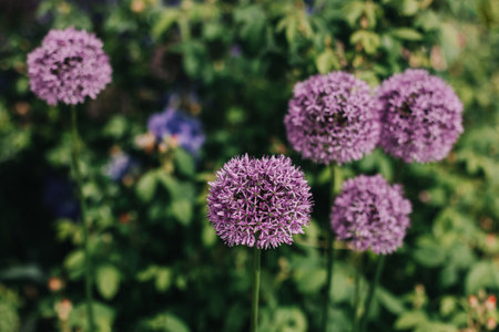 Beautiful purple Allium flowers in a summer garden. selective focus.の写真素材