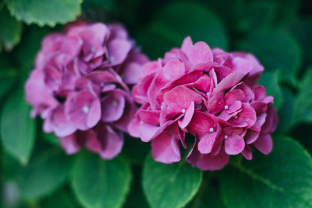 Amazing pink Hydrangea flowers in a garden. close-up. selective focus.の写真素材