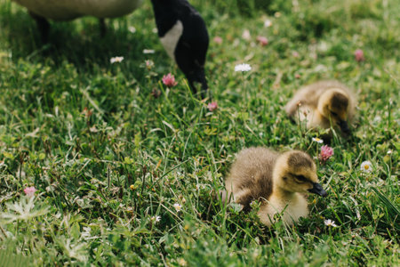 Cute goslings with their mother goose in the meadow.の写真素材
