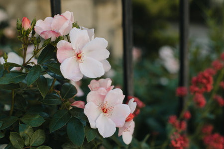 Tender pink pastel wild Rose flowers in a spring garden. selective focus.の写真素材