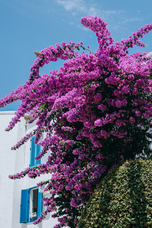 Beautiful violet bougainvillea flowers on a summer street. selective focus.の写真素材